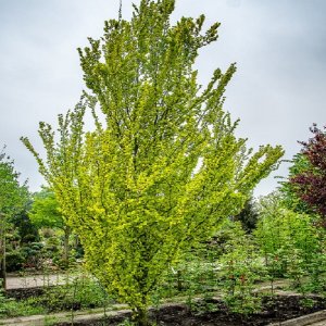 Brest holandský (Ulmus hollandica) ´WREDEI´  - výška 60-80 cm, kont. C10L
